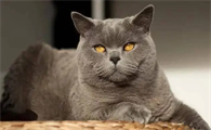 英国短毛猫怎么养