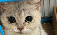 猫猫的瞳孔为什么会变大变小