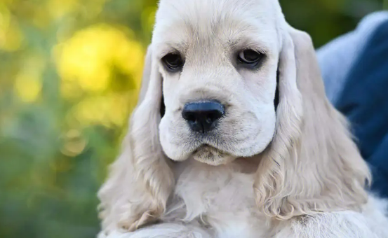 美国可卡犬性格好不好？好奇的朋友快来看