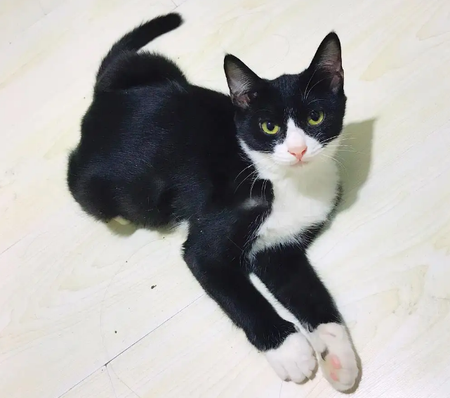 黑白猫是土猫吗？它的来源你知多少？