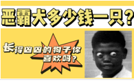 恶霸犬多少钱一只？长得凶凶的狗子你喜欢吗