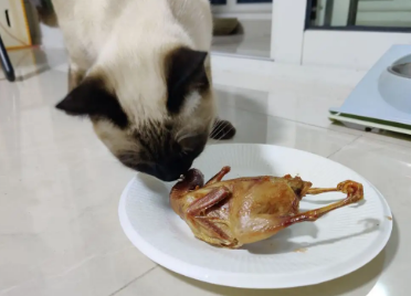 猫咪把鹌鹑腿吃了会死吗 猫咪把鹌鹑腿吃了会死吗
