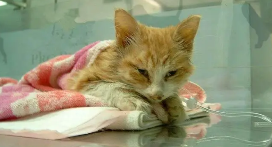 小猫猫瘟临死前身体的反应