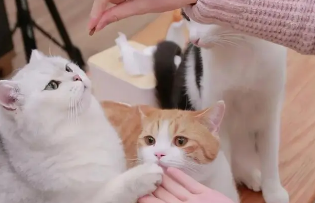 如何不让小猫咬人 如何不让小猫咬人