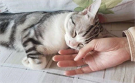 猫咪科学喂养的原则与方法