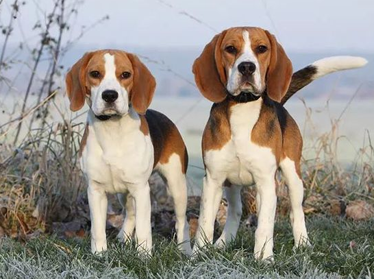目前网络上也有很多出售英国猎狐犬的网站,直接选择这样的专业网站