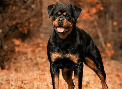 罗威纳犬多大开始训练?来这里看看吧 罗威纳犬多大开始训练?来这里看看吧