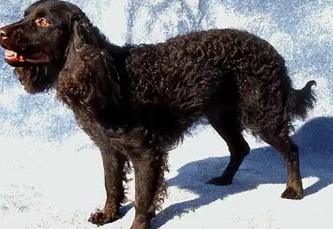 美国水猎犬螨虫如何治疗？一起来瞧瞧