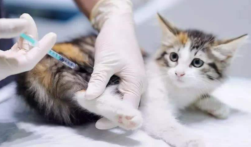 猫咪为什么要打疫苗 猫咪为什么要打疫苗