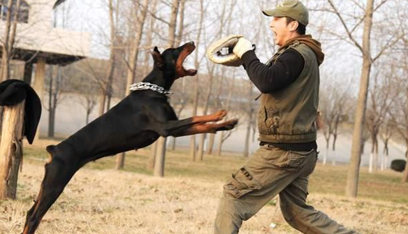 详解：德国宾莎犬得了狗瘟怎么治疗呢？