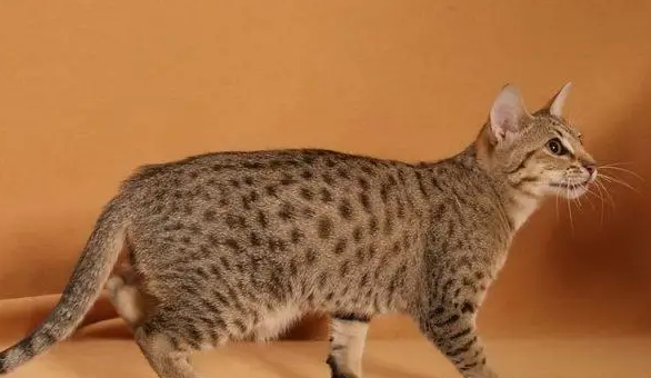 奥西猫得了弓形虫有什么症状?来看看吧 奥西猫得了弓形虫有什么症状?来看看吧