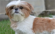 萌宠小知识:西施犬美容修剪毛发的方法是什么?