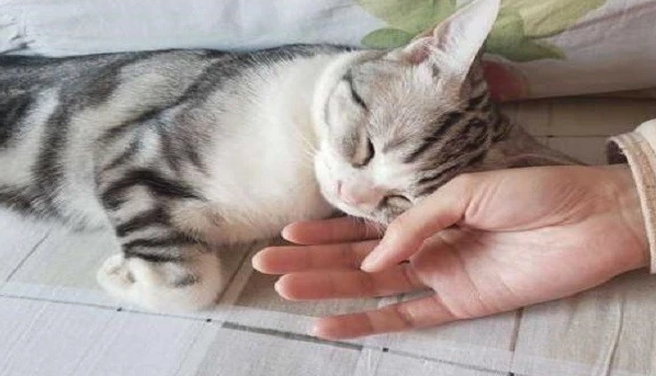 小猫养多久才认主人? 小猫养多久才认主人?