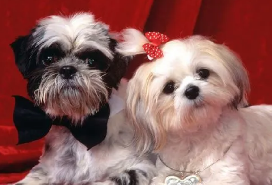 西施犬犬瘟热怎么办?注意,危险就在身边 西施犬犬瘟热怎么办?注意,危险就在身边