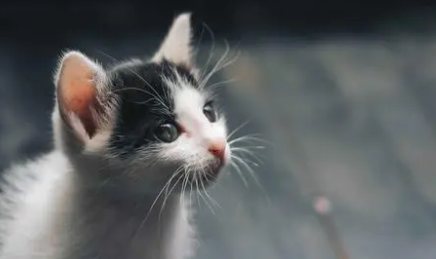 为什么小猫咪没了胡须呢