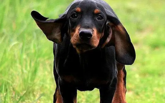 树丛浣熊猎犬拉肚子怎么治疗?具体操作来了。 树丛浣熊猎犬拉肚子怎么治疗?具体操作来了。