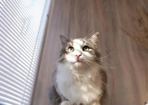 猫一直叫打一顿就老实了 猫一直叫打一顿就老实了