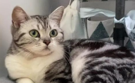 猫咪喜欢踩人脸是为什么