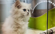 猫咪为什么好奇心那么重