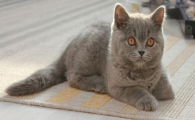 上门回收宠物猫