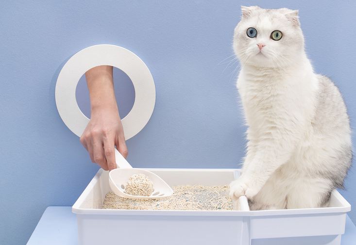 猫拉屎怎么不埋了呢