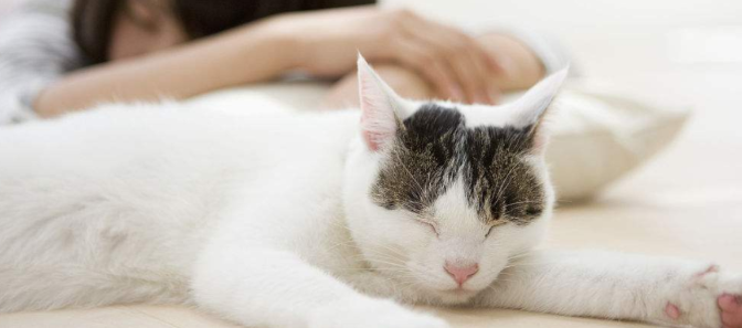 猫为什么喜欢贴人的下巴上