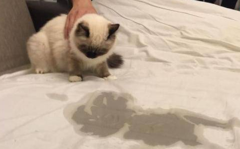 为什么猫会到床上拉尿