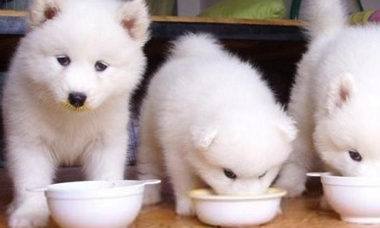 萨摩耶犬不爱吃狗粮怎么办？需要找到原因
