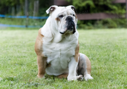 英国斗牛犬和法国斗牛犬的区别是什么?速速来了解! 英国斗牛犬和法国斗牛犬的区别是什么?速速来了解!