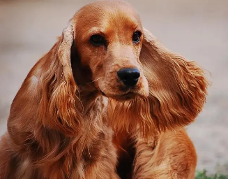 一文详解:美国可卡犬吃什么 一文详解:美国可卡犬吃什么
