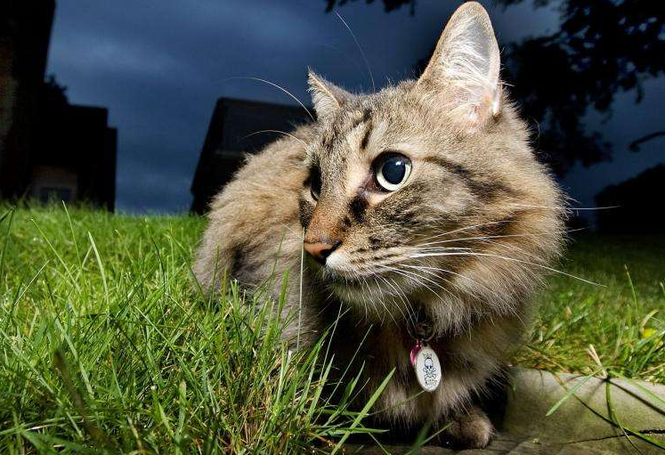 半夜猫叫是不是有鬼
