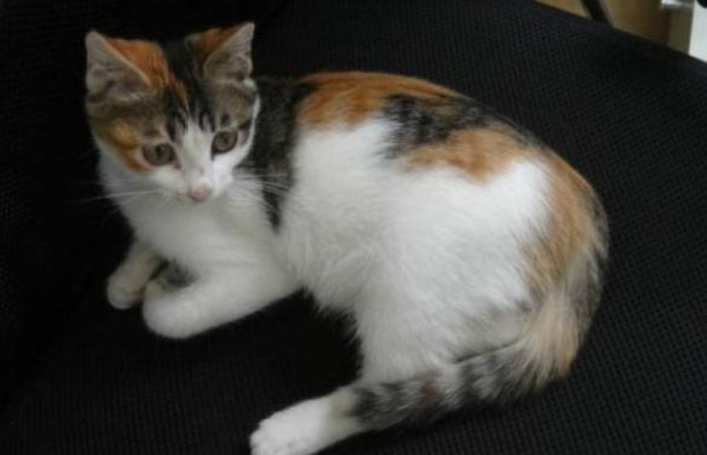 土猫绝育之前必须打疫苗么?速来了解一波 土猫绝育之前必须打疫苗么?速来了解一波