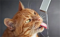 猫咪生气可以喝水缓解吗为什么