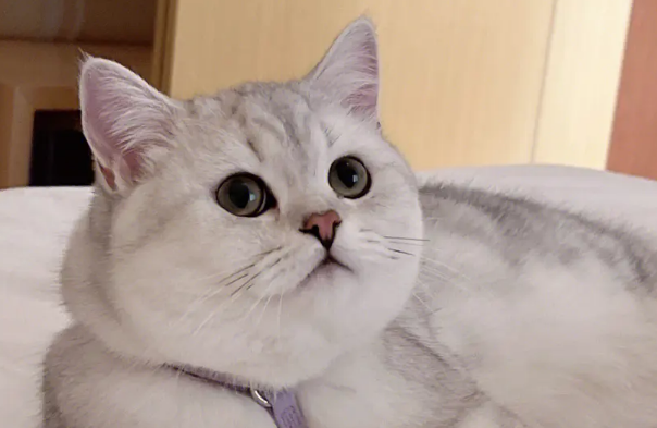 银渐层猫多少钱一只？想养的来看看吧