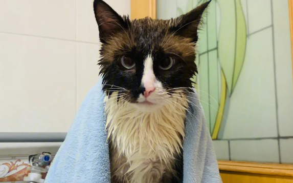 猫咪洗澡用什么