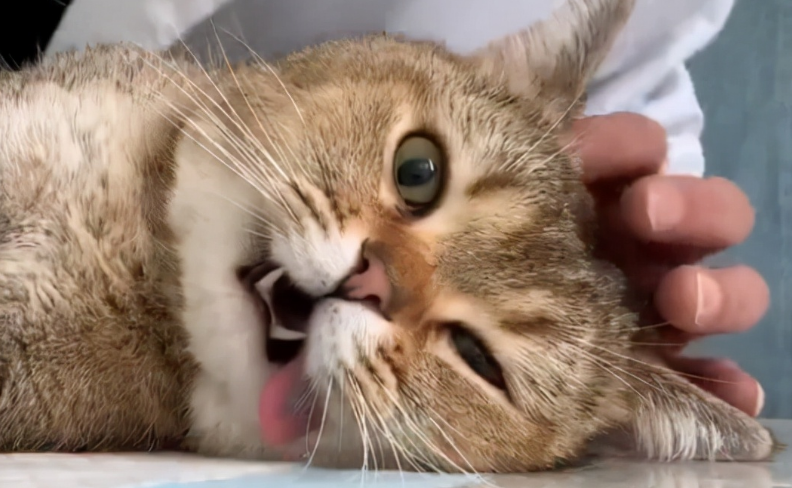 猫咪绝育的目的是什么