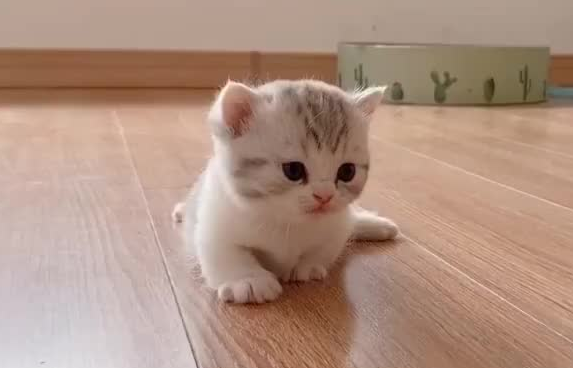 小奶猫后腿外八字拖着走