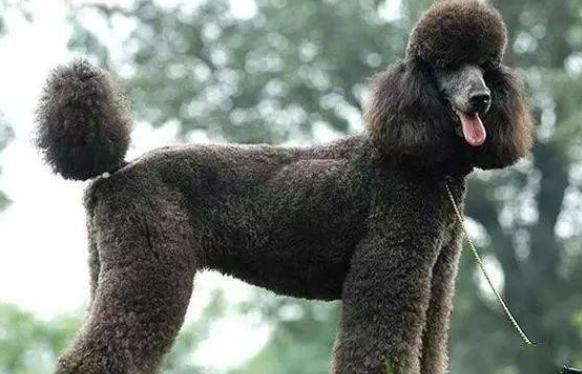 巨贵犬怎么看品相？怎么挑选好的巨贵？
