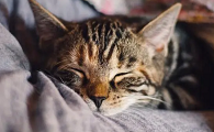 猫咪会做噩梦吗