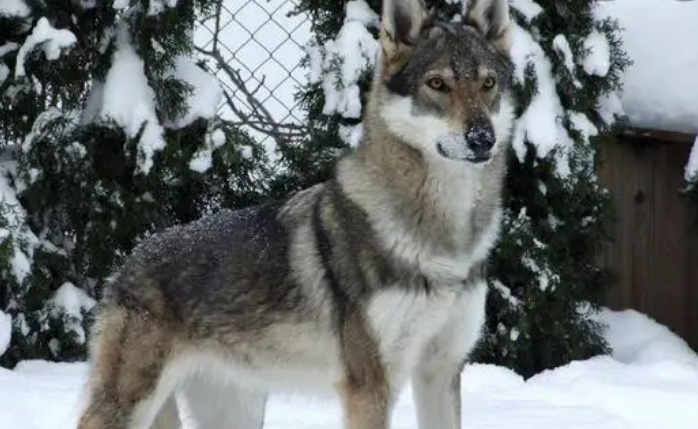 捷克狼犬的性格怎样？十分友善