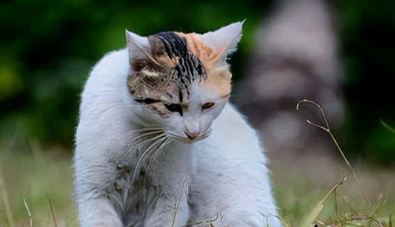 猫跑了不回家是什么原因 猫跑了不回家是什么原因
