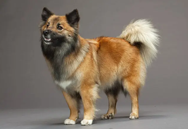 冰岛牧羊犬怎么刷牙？想知道的来看看！