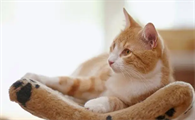 猫咪为什么会离开自己家呢