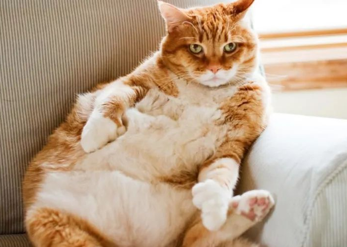 猫咪的肚子为什么有脂肪呢