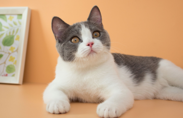 猫咪为什么要坐着睡觉的原因 猫咪为什么要坐着睡觉的原因