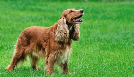 美国可卡犬和英国可卡犬的区别有哪些？来看看吧