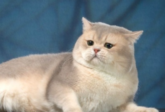 猫咪为什么少了毛色会变化