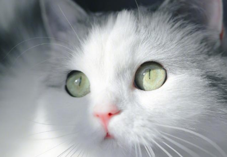 猫咪的瞳孔会有分叉是为什么 猫咪的瞳孔会有分叉是为什么