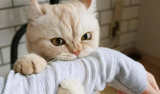 为什么不让猫咪抓尾巴咬人呢