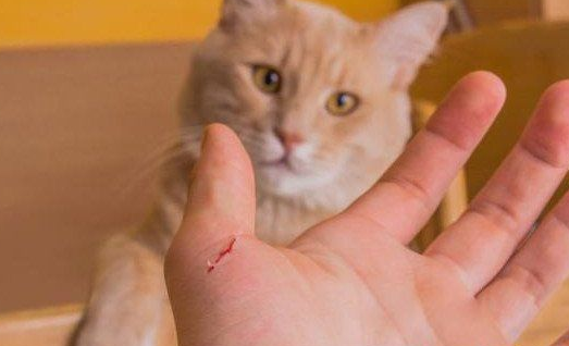 被猫咬了就会慢慢变成猫